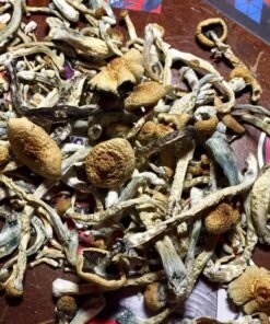 Koop Gouden Leraar paddenstoel online