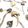 Koop Psilocybe semilanceata online