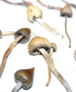 Koop Psilocybe semilanceata online