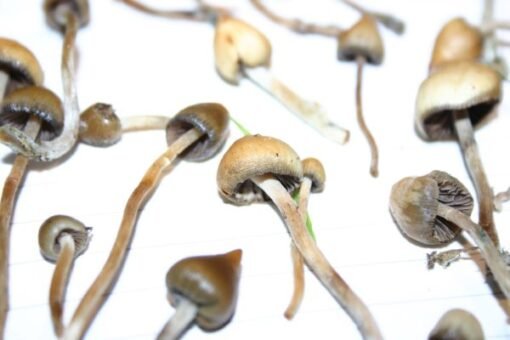 Koop Psilocybe semilanceata online