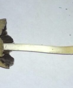 Alternative view of Koop Psilocybe semilanceata online