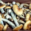 Koop B+ Magische Paddestoelen online