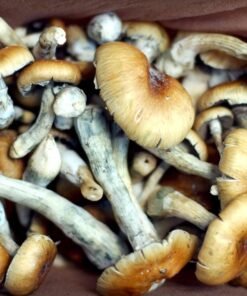 Koop B+ Magische Paddestoelen online