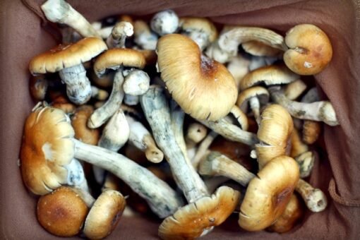 Koop B+ Magische Paddestoelen online