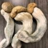Koop Penis Envy-paddenstoelen online