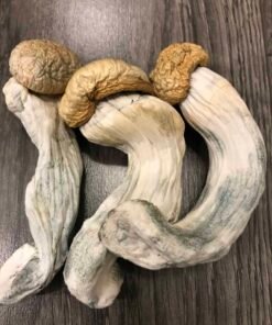 Koop Penis Envy-paddenstoelen online