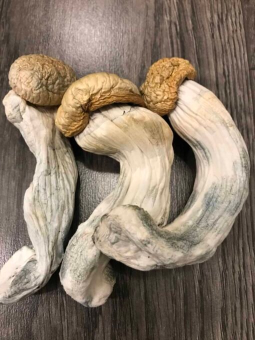 Koop Penis Envy-paddenstoelen online