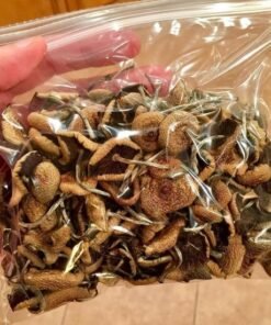 Koop PSILOCYBE CUBENSIS online