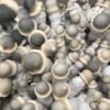 Koop albino Penis Envy-paddenstoel online