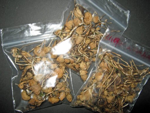 Koop PSILOCYBE CUBENSIS online - Afbeelding 3