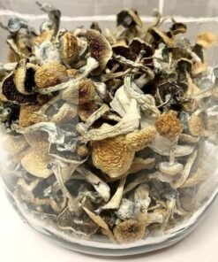 Alternative view of Koop Psilocybe Azurenses online